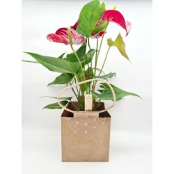 Anthurium Rouge