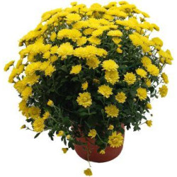 Chrysanthème Jaune