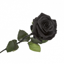 rose éternelle noire